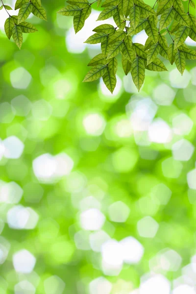 Färska och gröna blad — Stockfoto