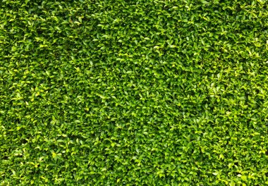 Yeşil Yapraklar duvar arkaplanı