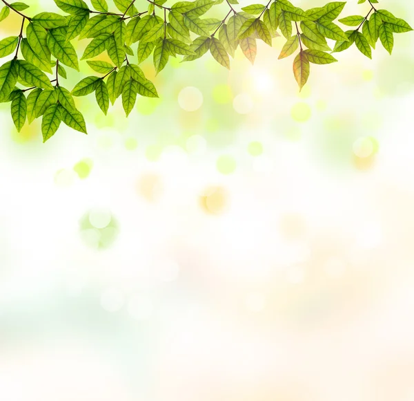 Färska och gröna blad — Stockfoto