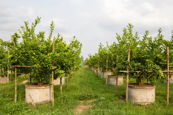 Limefrukttreesna. — Stockfoto