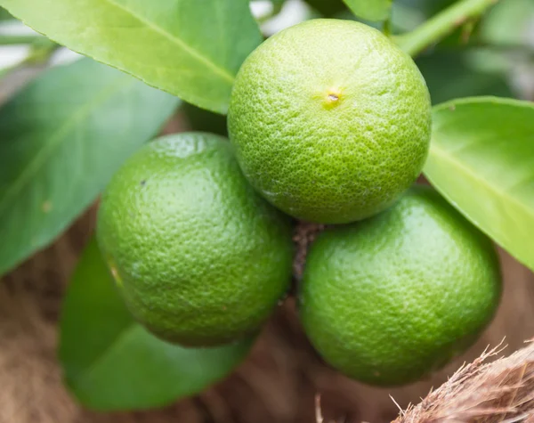 Lime . — Foto Stock