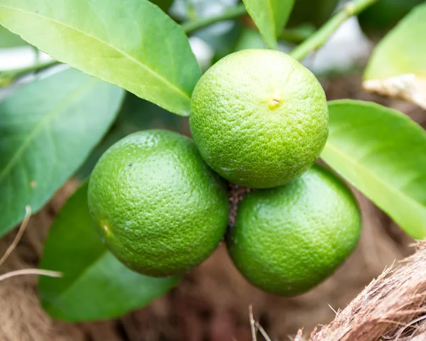 Lime . — Foto Stock