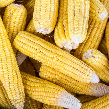 taze mısır koçanı