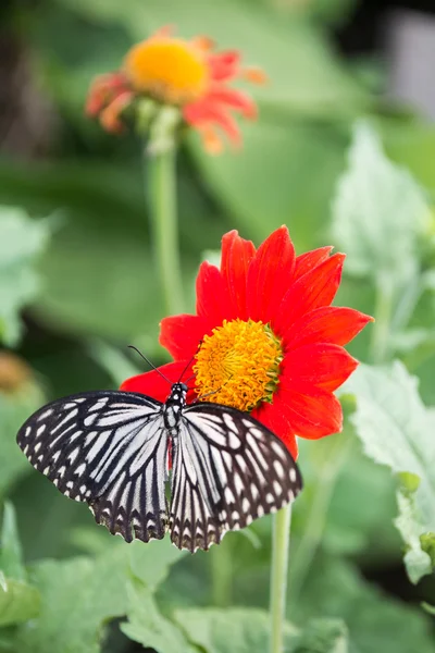 Flores e borboleta — Fotografia de Stock