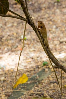Bukalemun ağaç üzerinde