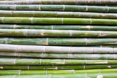 Bambu sap yığını