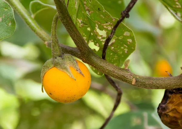 Melanzane gialle — Foto Stock