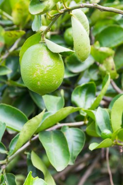 limon ağaçları.