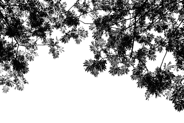 Black and white of tree — Stock Photo, Image