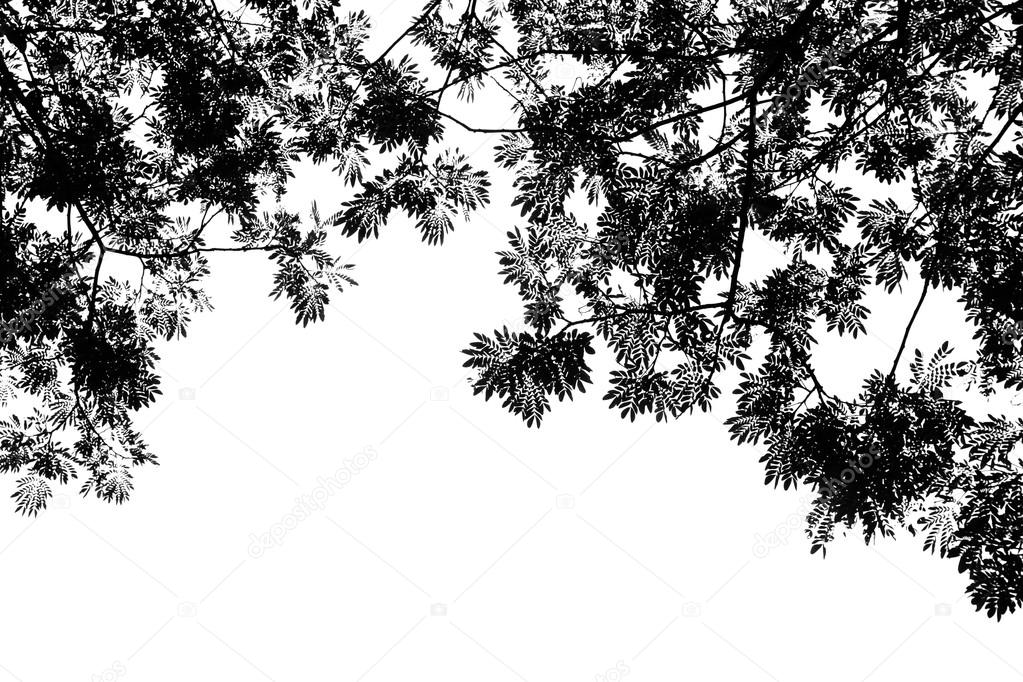 Black and white of tree