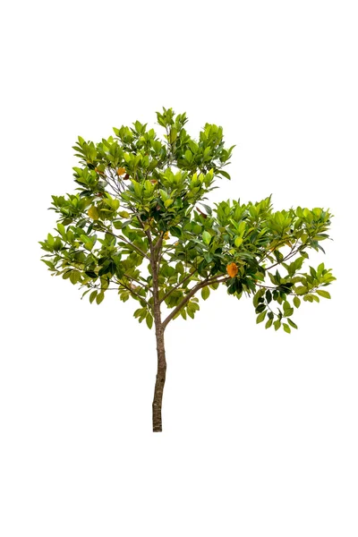Джекфрут дерево — стокове фото