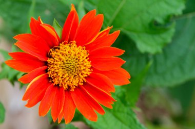 Kırmızı ayçiçeği