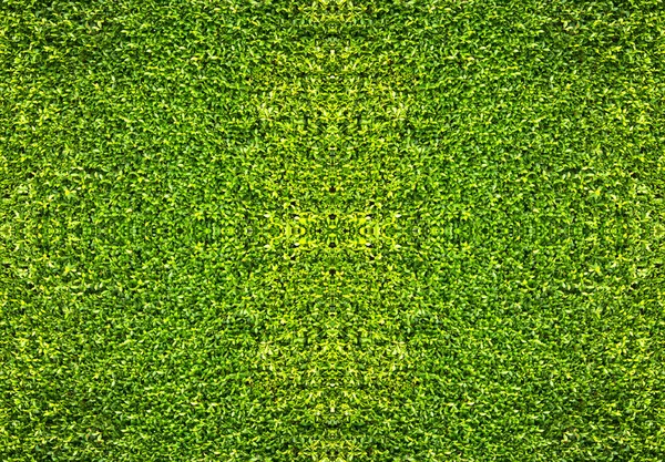 Green Leaves Wand Hintergrund — Stockfoto