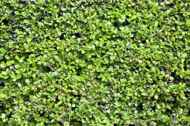 yeşil yapraklar arkaplan