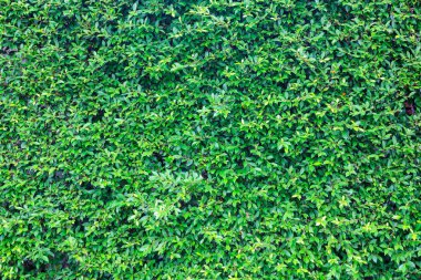 Yeşil Yapraklar duvar arkaplanı