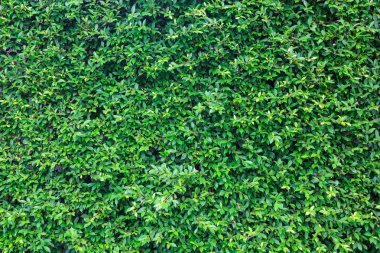 Yeşil Yapraklar duvar arkaplanı