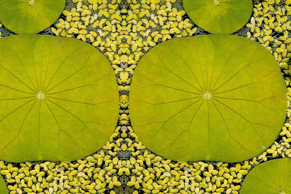 Abstracte lotus blad achtergrond — Stockfoto