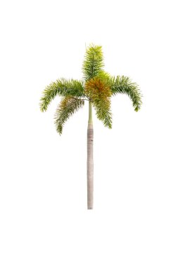 Beyaz palmiye ağacı