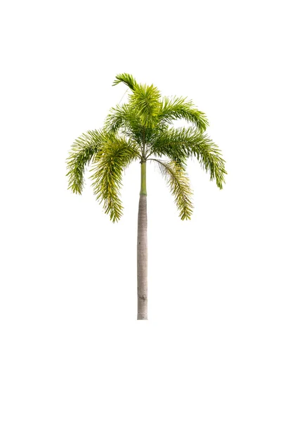 Palmera aislada en blanco —  Fotos de Stock