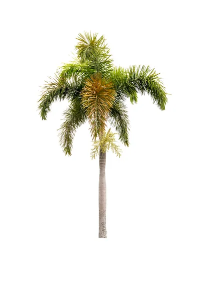 Palme isoliert auf weiß — Stockfoto