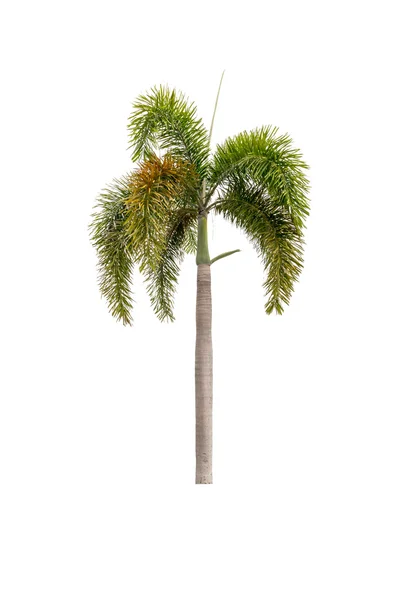 Palmera aislada en blanco — Foto de Stock