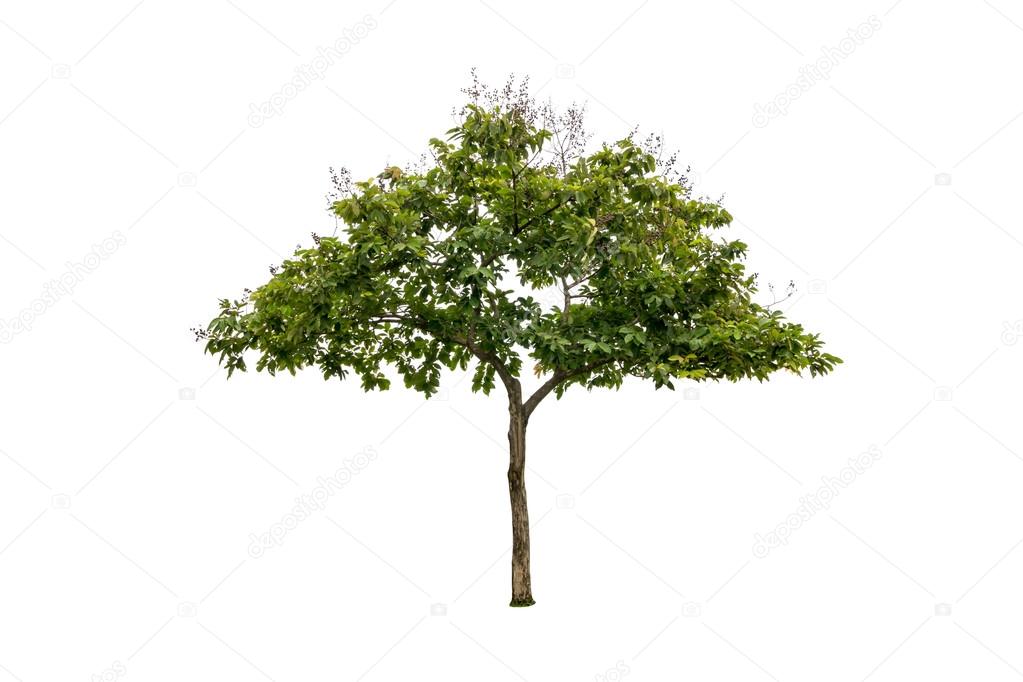 small tree isolated on white