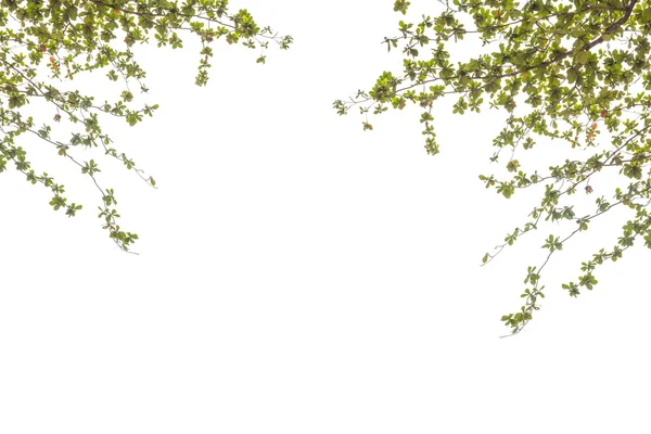 Löv på vit bakgrund — Stockfoto