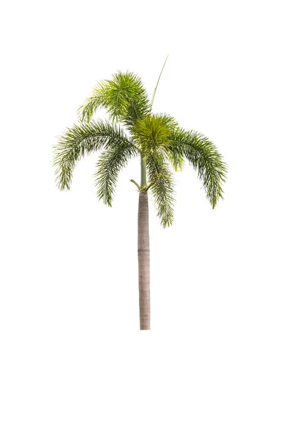 Palmera aislada en blanco —  Fotos de Stock