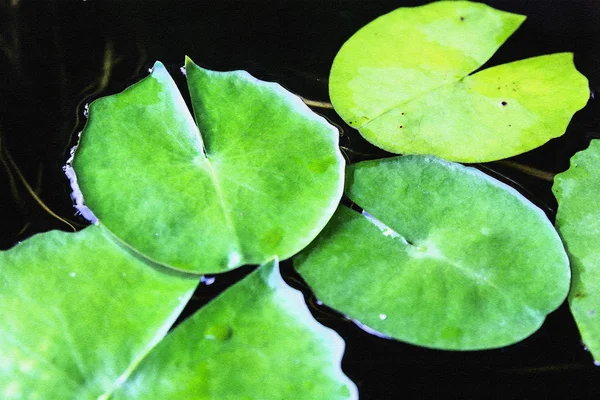 Αφηρημένη lotus φύλλα φόντο — Φωτογραφία Αρχείου