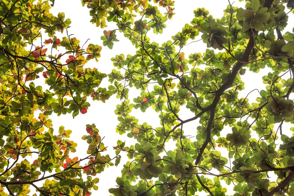 leaves on white background