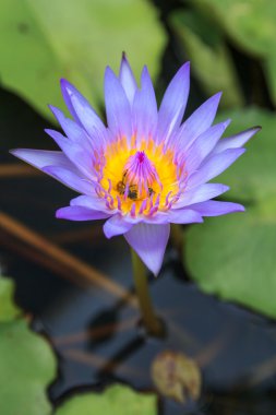 gölet üzerinde çiçek lotus çiçeği