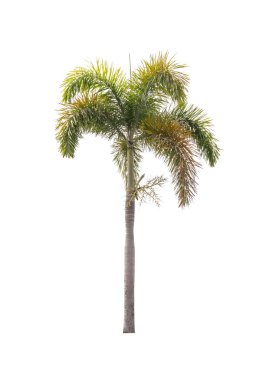 Beyaz palmiye ağacı