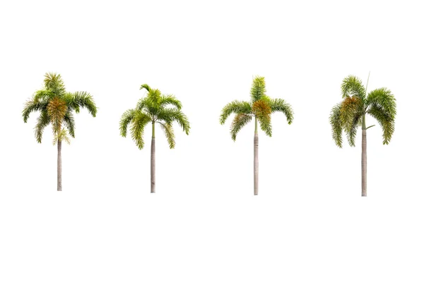Пальмы, изолированные на белых — стоковое фото