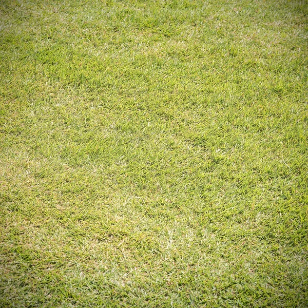 Groene grasachtergrond — Stockfoto