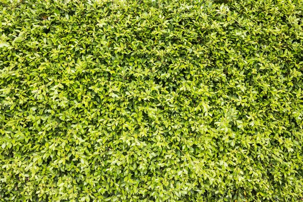 Háttér zöld levelek — Stock Fotó