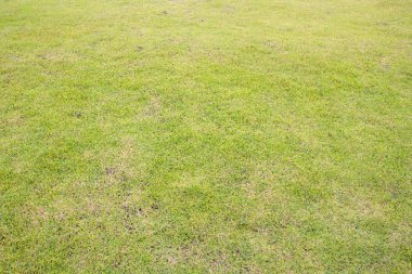 Yeşil Çimen Arkaplanı