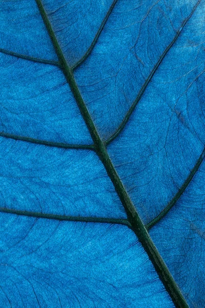 Blauwe blad aquarel — Stockfoto