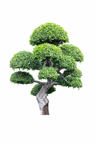 Bonsai boom in tuin geïsoleerd op wit — Stockfoto