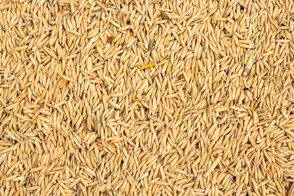 Paddy rijst achtergrond — Stockfoto