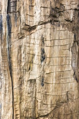 Taşlaşmış ahşap doku arka plan