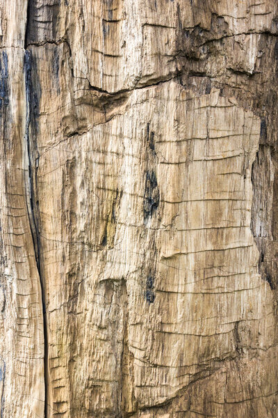 Petrified Wood Texture Background