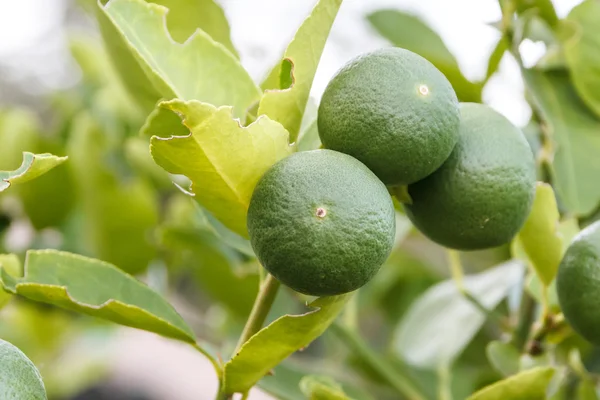 Linden. grüne Limetten. — Stockfoto