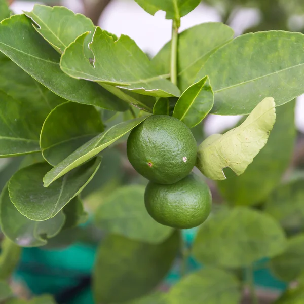 Árvores. Limas verdes . — Fotografia de Stock