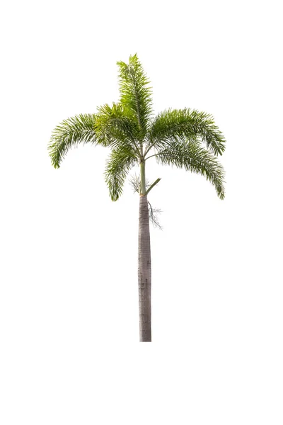 Palmeira isolada sobre branco — Fotografia de Stock
