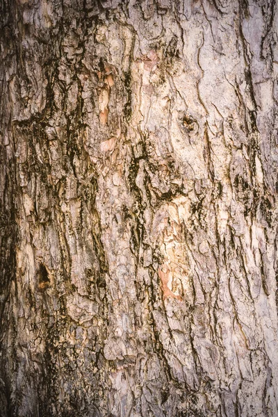 Bark of Tree — Stock Photo, Image