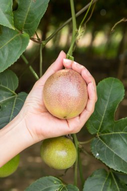 tutku meyve, Tay meyve.