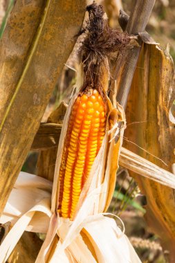 Sahada kurutulmuş Mısır