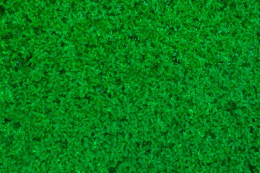 Yeşil Yapraklar duvar arkaplanı