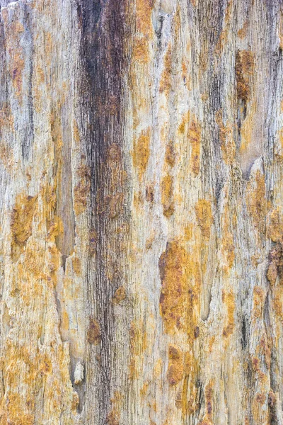 Тло текстури деревини — стокове фото