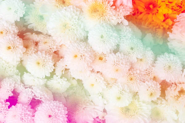 Flor abstracta - Flor de color dulce — Foto de Stock